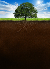 Tree with roots on cross-section ground