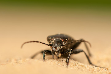 Carabus arcensis