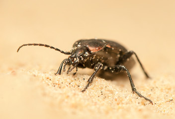 Carabus arcensis