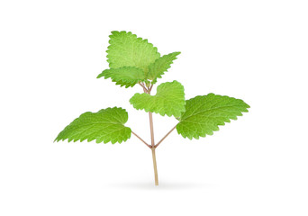 Fresh mint herb isolated on white