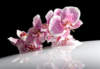 Orchid - 2