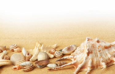 Fototapeta na wymiar Shells and starfishes on sand background