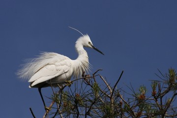 Little Egret Egretta garzetta