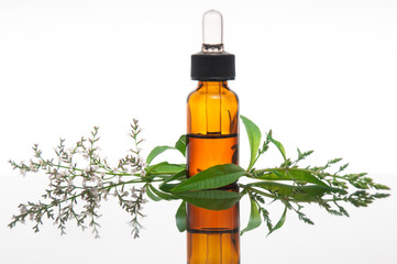 Verbena (vervain) with essential oil bottle - 52755806