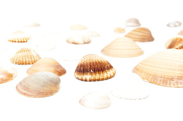 seashells