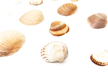 seashells