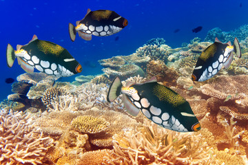 pack of tropical fishes over a coral reef