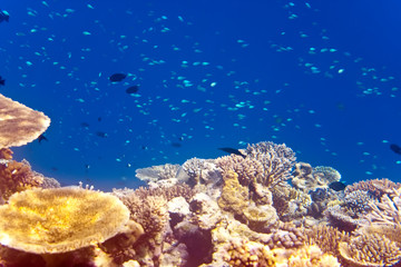 Big pack of tropical fishes over a coral reef