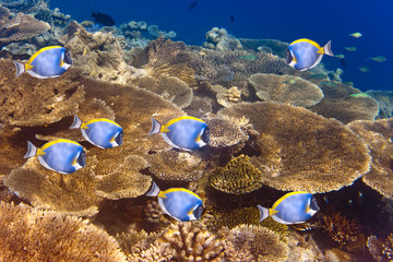 Big pack of Powder blue tang over a coral reef