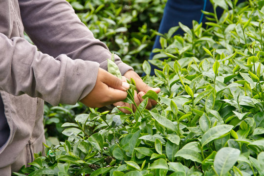 Collecting tea leaves.