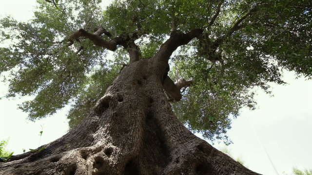 Giant olive tree