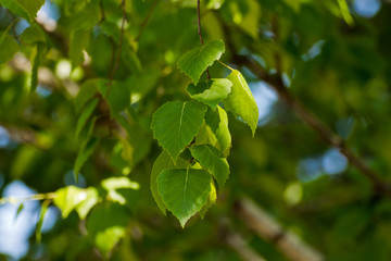 Fototapeta na wymiar Emerald-green birch leaves