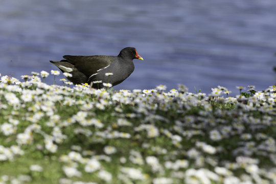 Oiseaux : poule d'eau