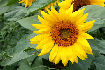Obraz na płótnie Canvas Sunflower closeup
