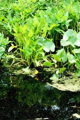 Swamp plants and water