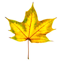Maple leaf isolated