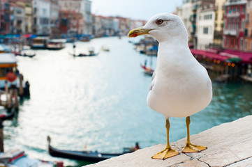 Obraz premium Seagull in Venice