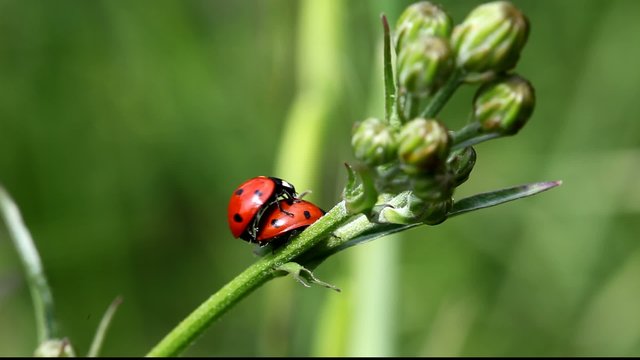 coccinelle procr&eacute;ation