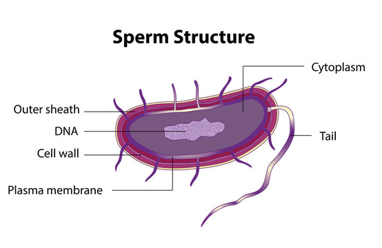 Sperm structure