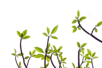 Background of Plumeria (frangipani) tree