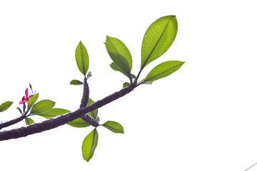 Fototapeta na wymiar Background of Plumeria (frangipani) tree