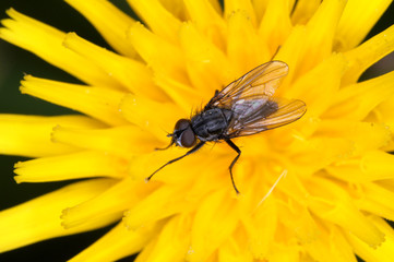 Fliege
