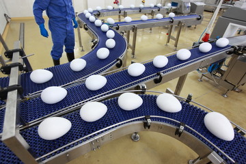 Conveyor belts with  eggs production line in gmo factory