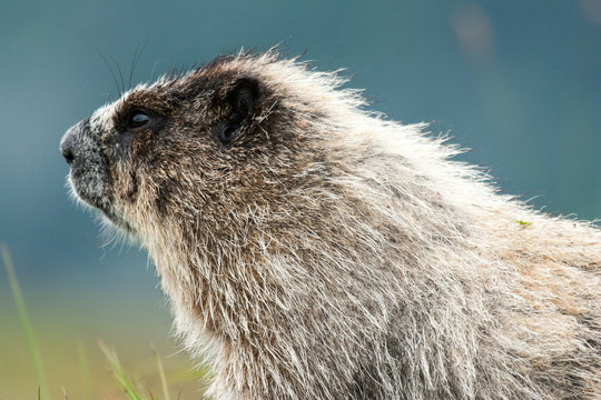 Hoary Marmot Portrait