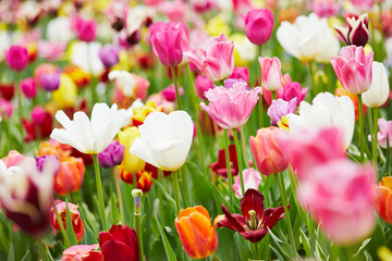 Hintergrund aus bunten Tulpen