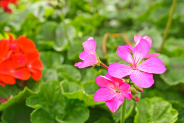 Obraz na płótnie Canvas Pink Flower