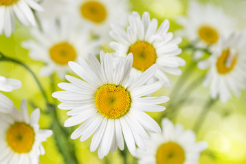 Fototapeta premium Blooming chamomile flowers