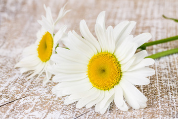Fototapeta na wymiar Two flowers of camomile