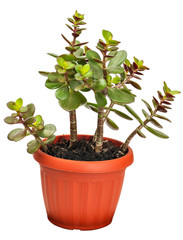 houseplant crassula or monetary tree