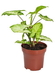 houseplant Syngonium