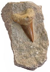 Fossilized shark teeth isolated on white background