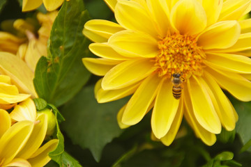 Bee swarm flower