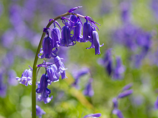 Bluebell close-up