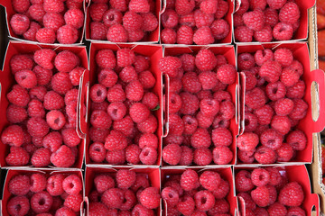 beautiful selection of freshly picked ripe red raspberries in ma