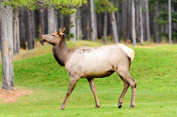 Obraz na płótnie Canvas Rocky Mountain Elk