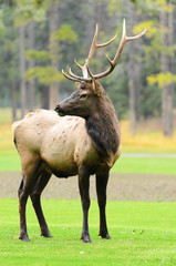 Naklejka na ściany i meble Rocky Mountain Elk