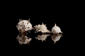 Sea shells with reflection isolated on black background