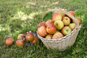 Harvest time, apples