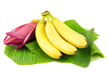 Bananen mit Bananenblüte © Inga Nielsen
