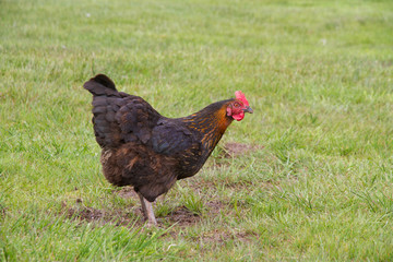 Free Range Hen