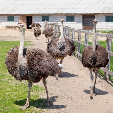 ostrich in farm