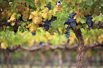 Red wine grapes on autumn vine © andrewhagen
