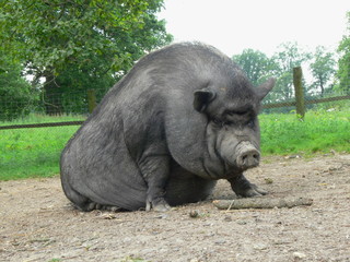 H&auml;ngebauchschwein