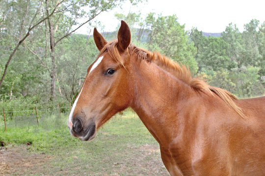 Cabeza de caballo, equus, Valdastillas, España