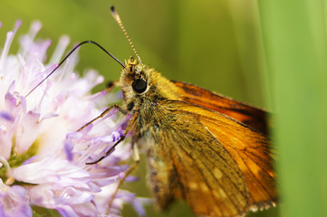 Small Skipper Butterfly on the Violet Flower.
