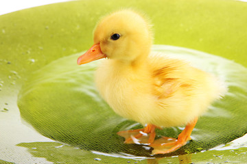 Floating cute duckling close up